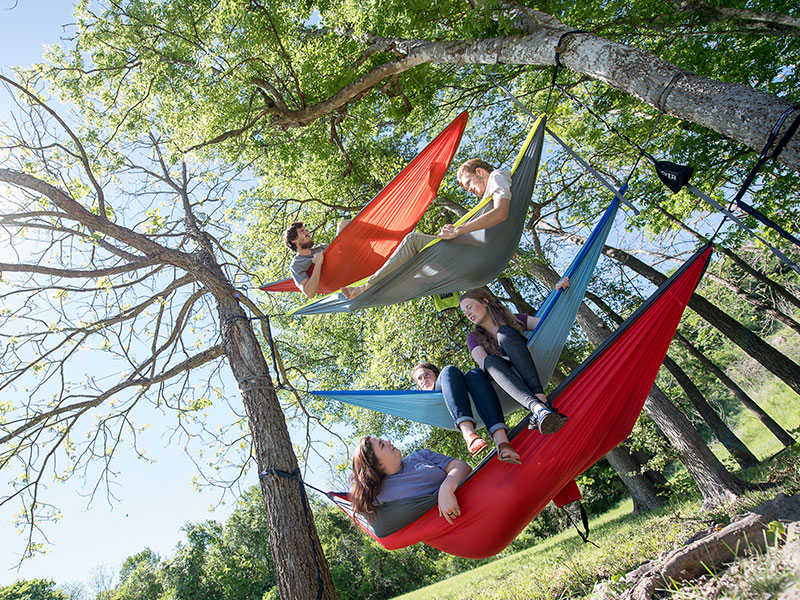 Four hammocks hanging on a tree